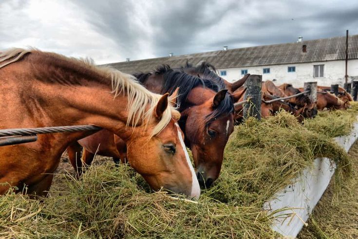 Horses feeding - fallback